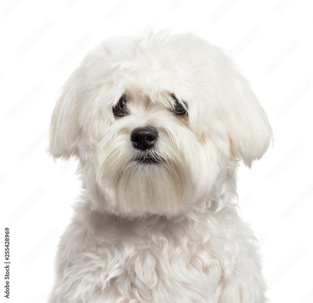 Bichon Frise in front of white background