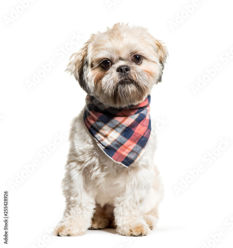 Shih Tzu sitting in front of white background