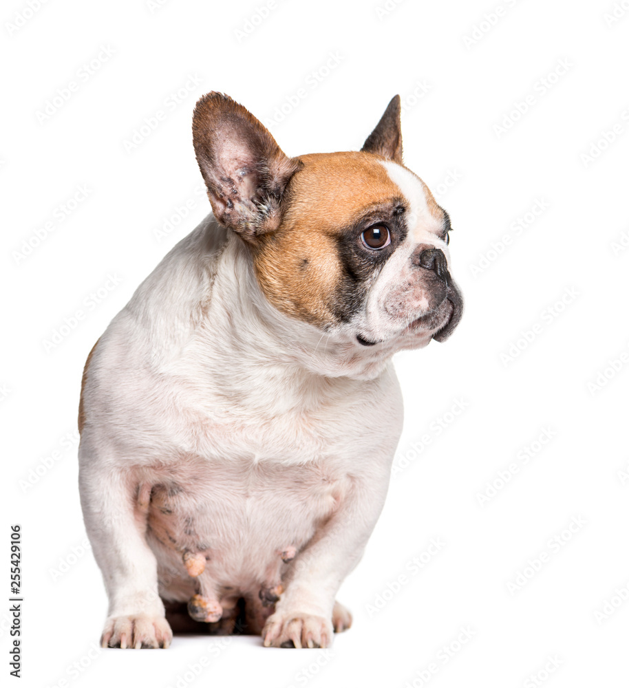 French Bulldog with breast cancer sitting in front of white back
