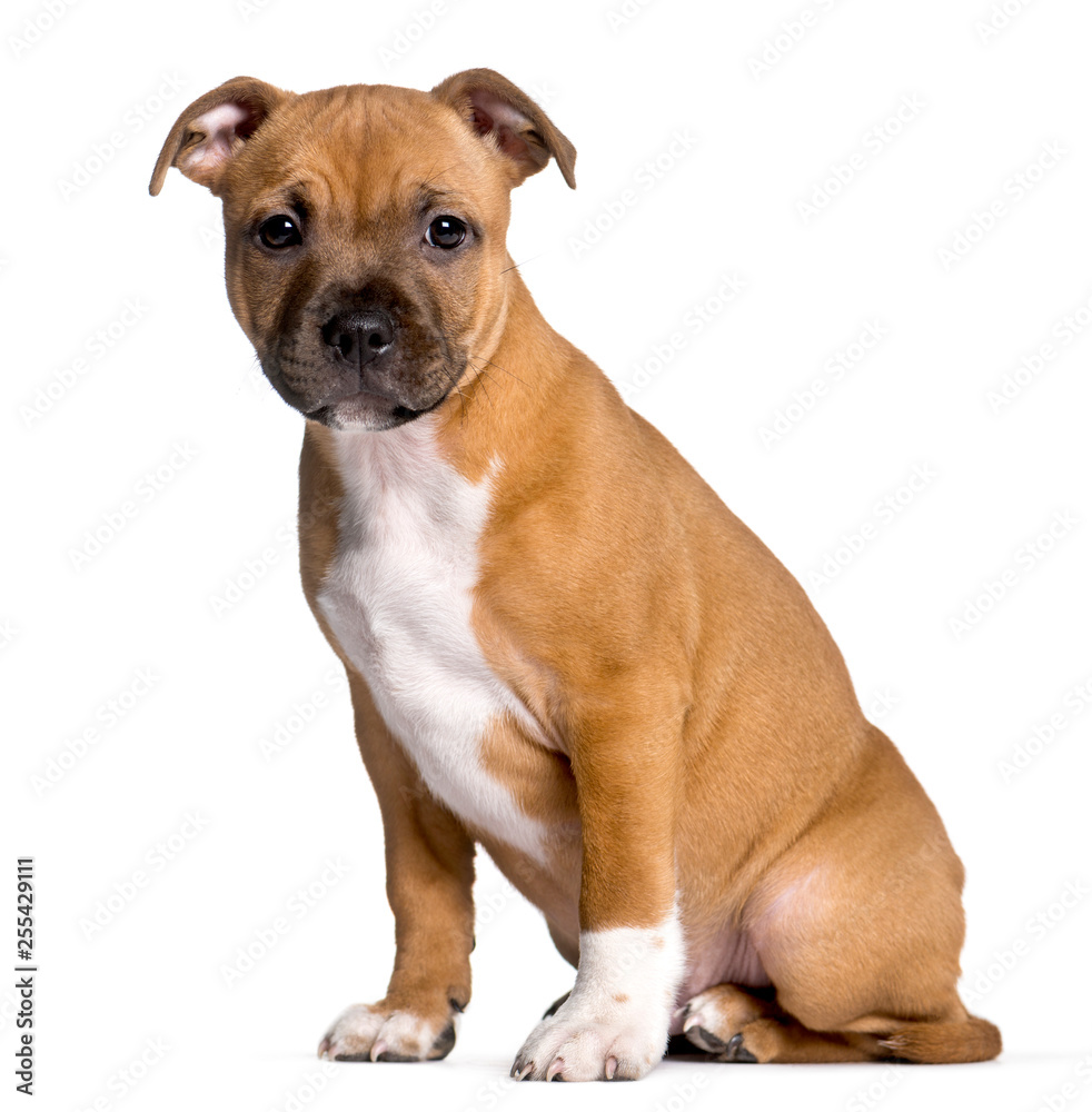 Staffordshire Bull Terrier, 2 months old, sitting in front of wh