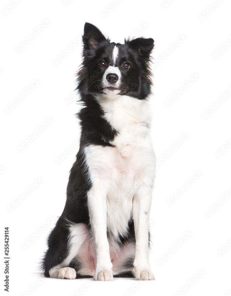 Border Collie, 7 months old, sitting in front of white backgroun