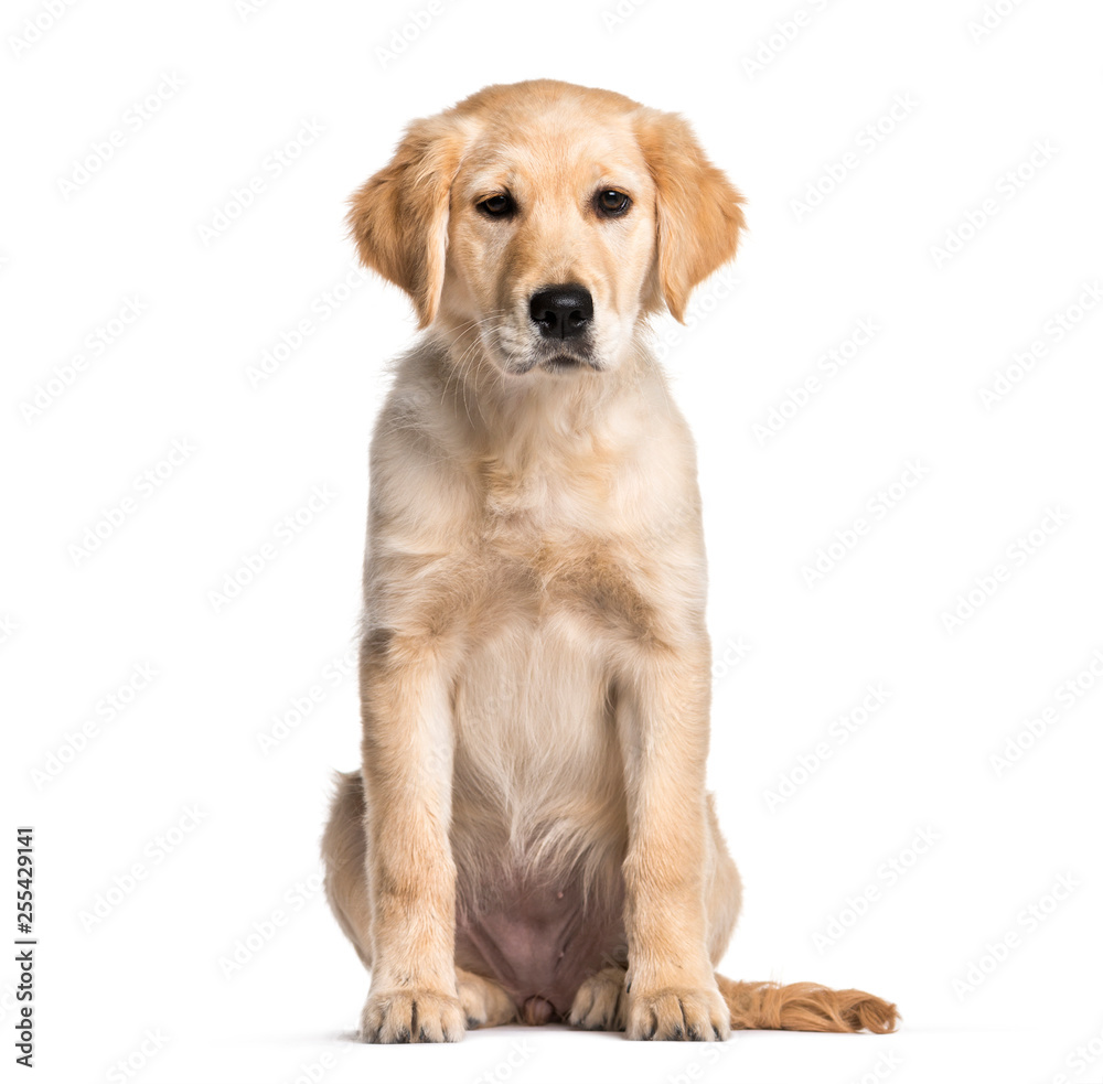 Golden Retriever, 4 months old, sitting in front of white backgr Golden Retriever, 4 months old, sitting in front of white backgr