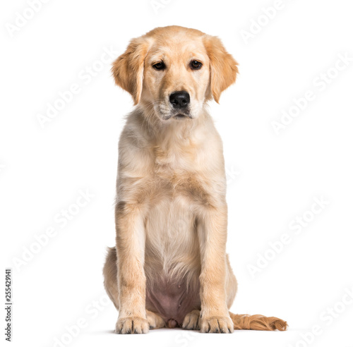 Golden Retriever, 4 months old, sitting in front of white backgr