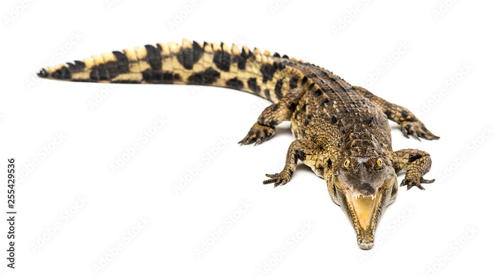 Naklejka premium West African slender-snouted crocodile, 3 years old, isolated