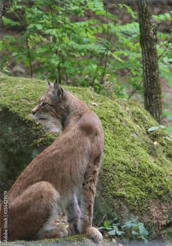 luchs