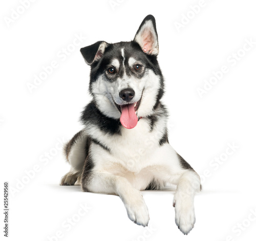 Mixed-breed between Siberian Husky and Labrador Retriever lying