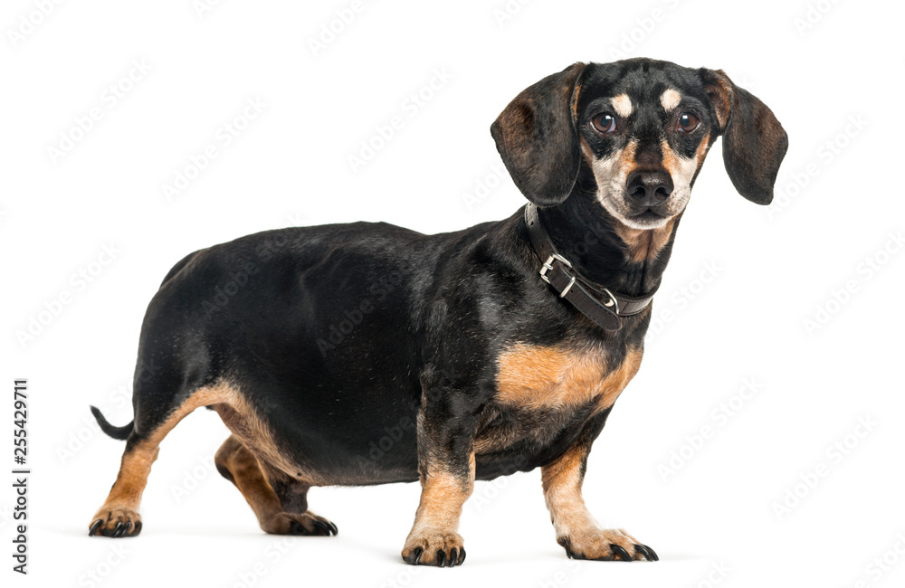 Dachshund, Sausage dog in front of white background