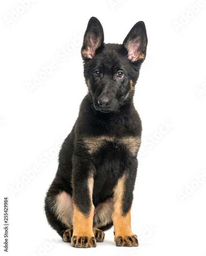 Mixed breed dog, 4 months old, sitting in front of white backgro