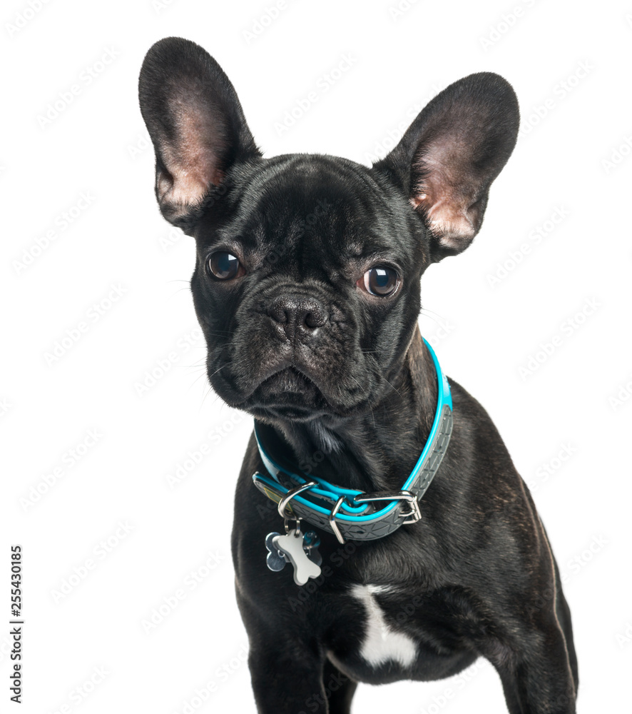 Fototapeta premium French bulldog, 5 months old, in front of white background