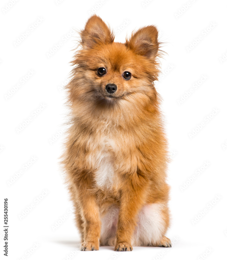 Keeshond sitting in front of white background Keeshond sitting in front of white background