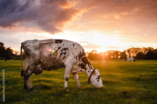 Grazing cow on farm during sunset