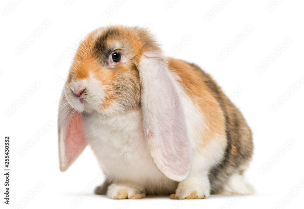 French Lop rabbit in front of white background French Lop rabbit in front of white background