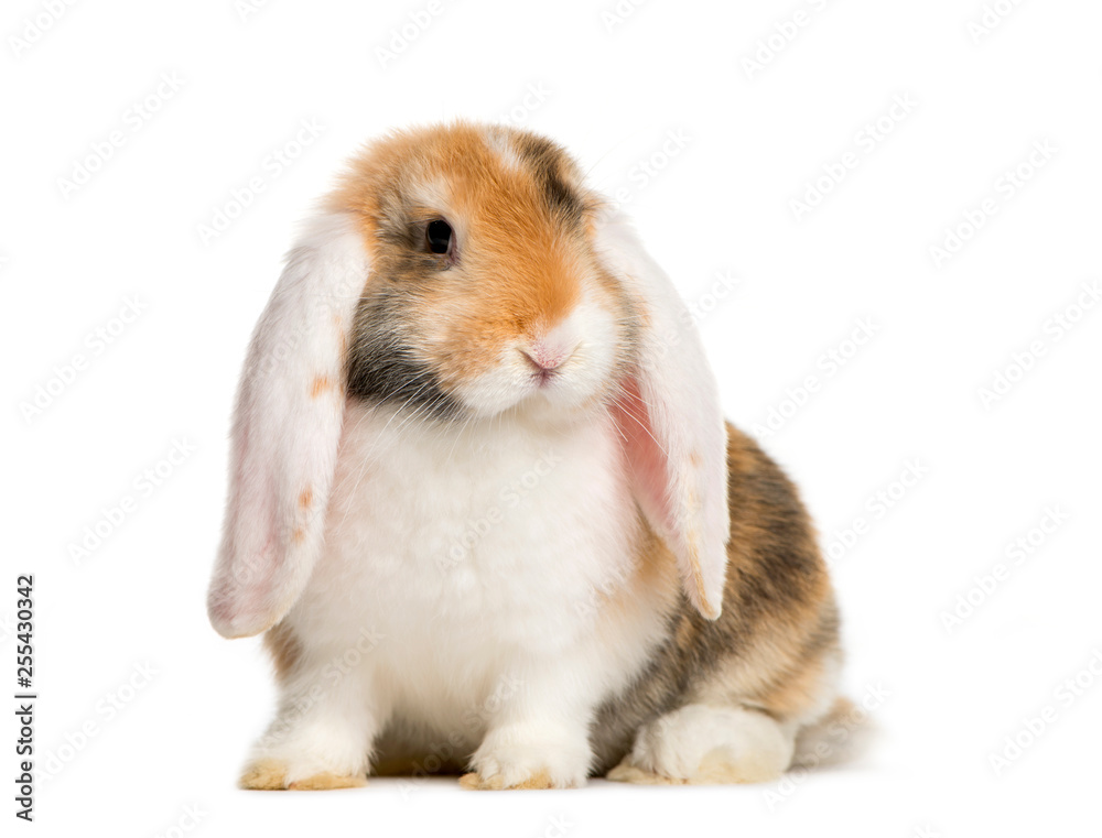French Lop rabbit in front of white background French Lop rabbit in front of white background