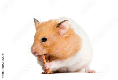 Golden Hamster eating in front of white background