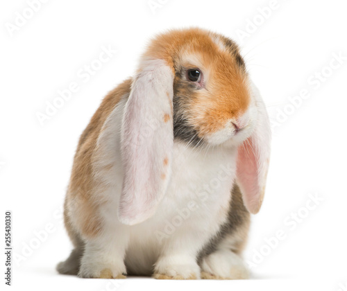 French Lop rabbit in front of white background