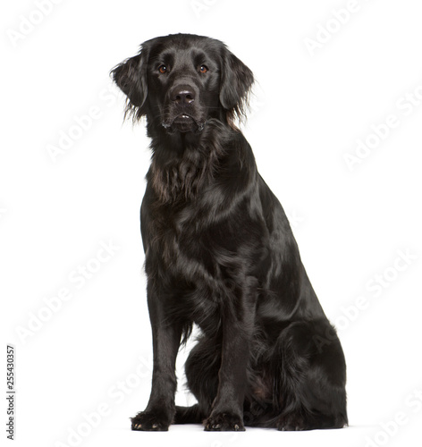 Flat Coated Retriever sitting in front of white background © Eric Isselée