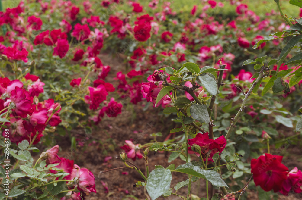 pink red roses garden in vintage style. Rose garden vintage background