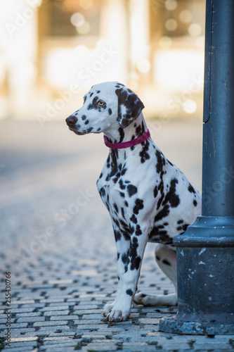 Young dalmatian dog sitting on a pavement © DoraZett