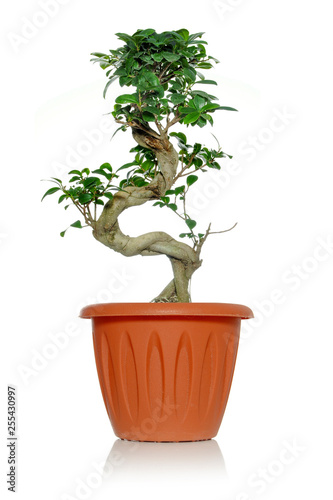 Succulent green plant ficus ginseng in a pot on a white background with a curved trunk