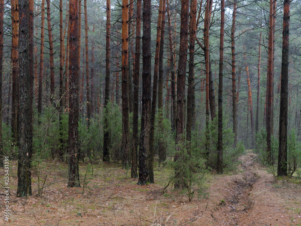 dark dense pine forest. tree trunks and shrubs dark dense pine forest. tree trunks and shrubs