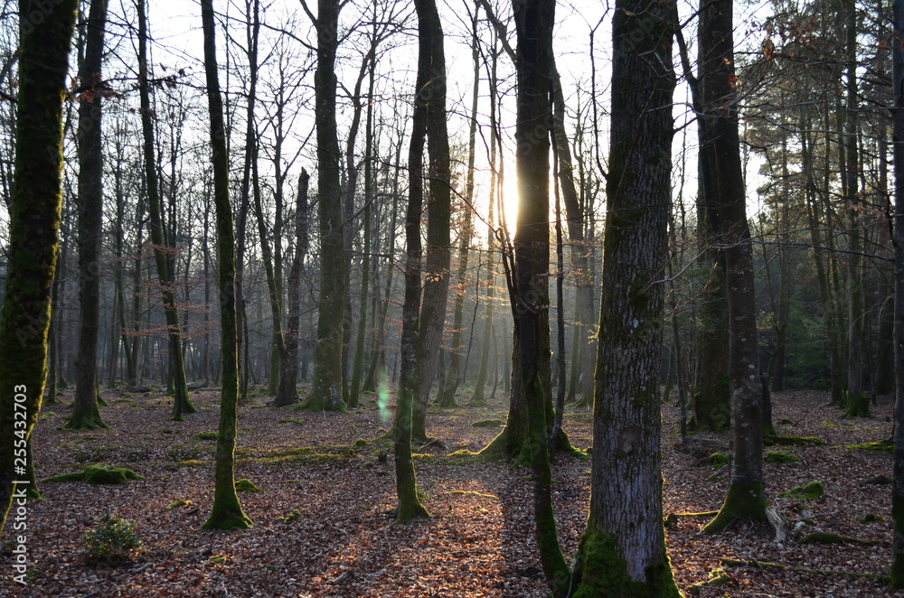 Obraz premium Bleak sunlight through the trees 