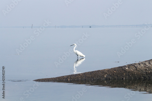 Heron standing on a lake