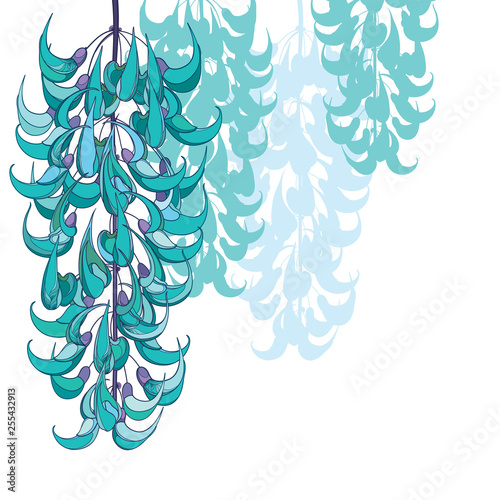 Hanging bunch of outline Strongylodon flower or Jade vine in pastel turquoise colored isolated on white background. 