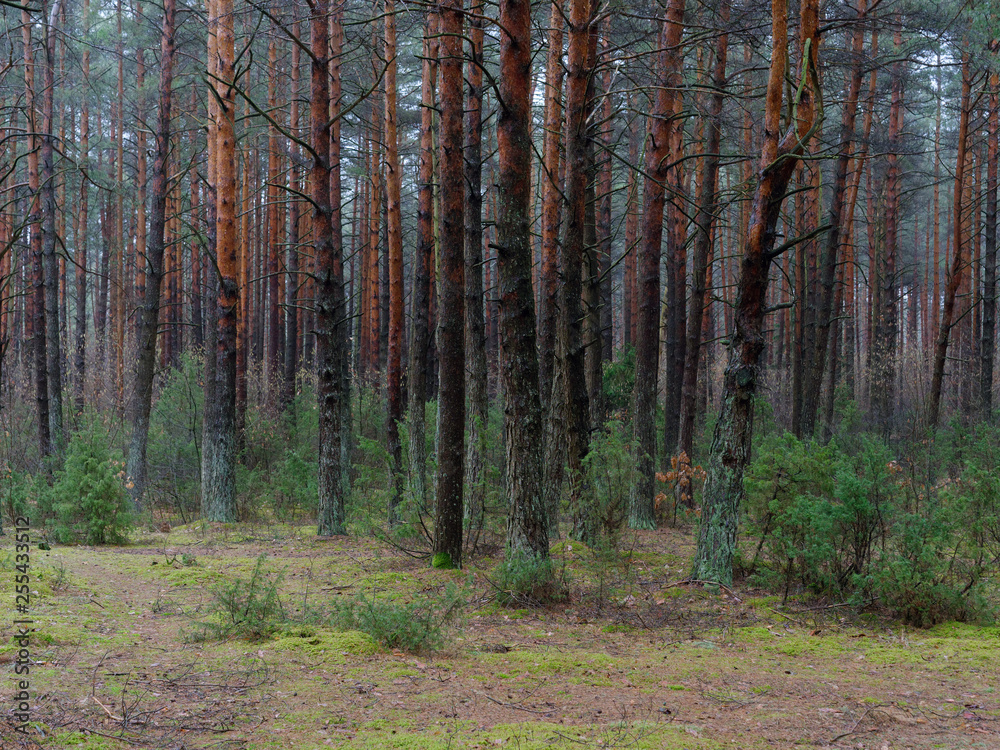 dark dense pine forest. tree trunks and shrubs dark dense pine forest. tree trunks and shrubs