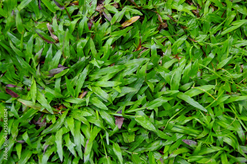 Background of a green grass. Green grass texture Green grass texture from a field