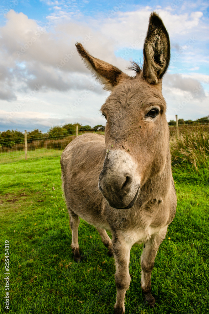Donkey in an Irish Field Donkey in an Irish Field