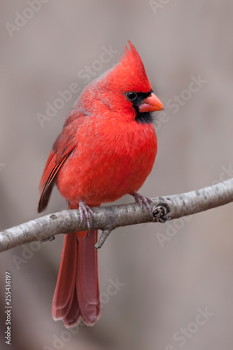 Northern Cardinal with Tufted Crest