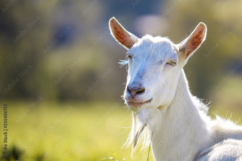 Portrait of white goat with beard on blurred bokeh background. Farming of useful animals concept.