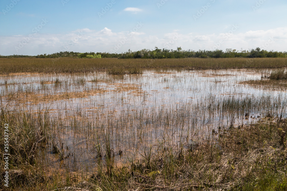 Landscape view of Everglades National Park along the Shark Valley Trail during the day (Florida).