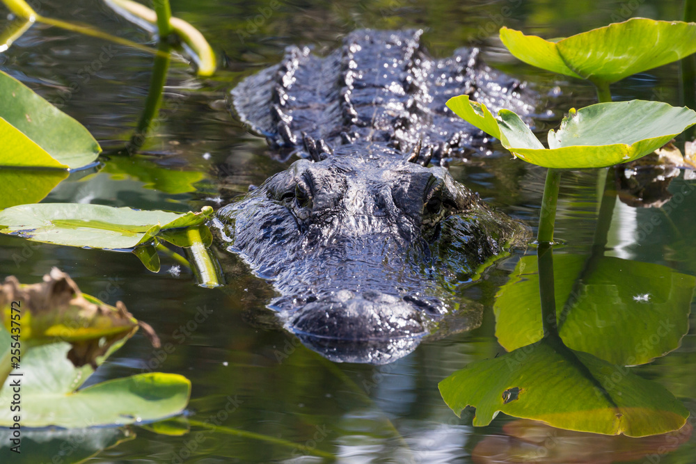 Naklejka premium A wild alligator swimming in the waters of Everglades National Park (Florida).