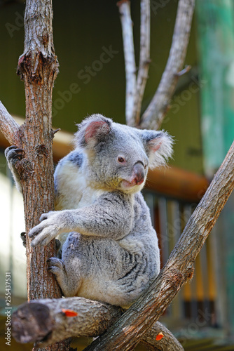 Photography A koala on a eucalyptus gum tree in Australia