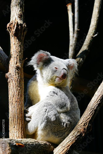 Fototapeta Naklejka Na Ścianę i Meble -  A koala on a eucalyptus gum tree in Australia