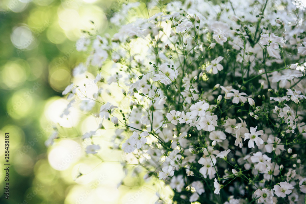 Little white flowers of Gypsophila on a green and yellow bokeh background, sunny day. Bunch of flowers Little white flowers of Gypsophila on a green and yellow bokeh background, sunny day. Bunch of flowers