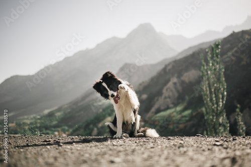 Photo beautiful black and white dog border collie sit and ask food do a trick on a field with flowers and look in camera