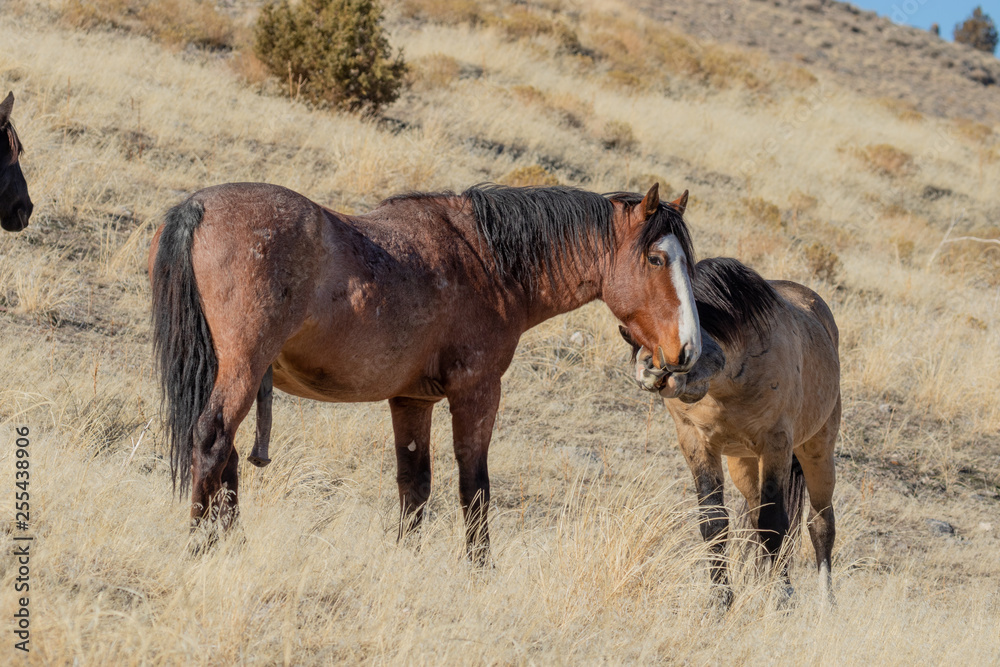Wild Horses in Utah in Winter