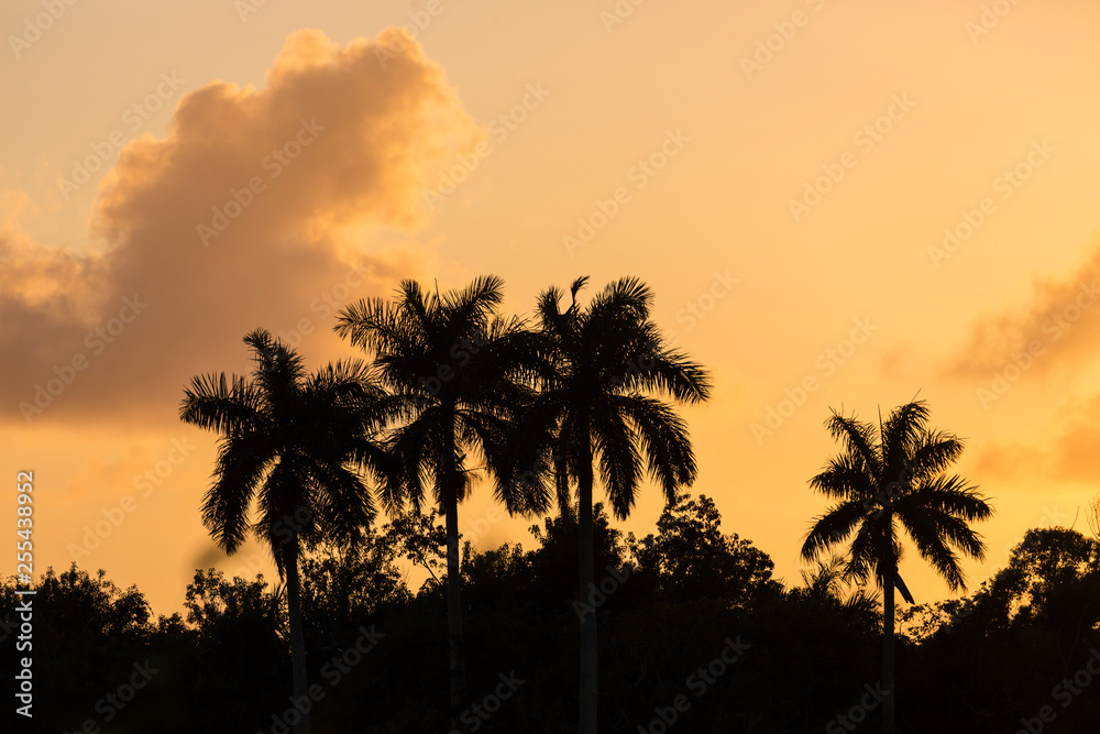 Landscape view of palm trees in Everglades National Park during the sunset (Florida).
