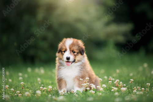 gorgeous border collie puppie on a green lawn