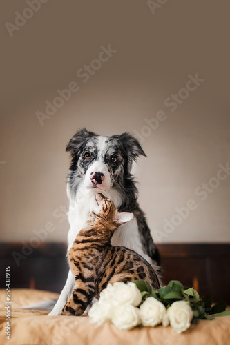 a dog border collie and cat on bed with flowers. concept love. 8 march