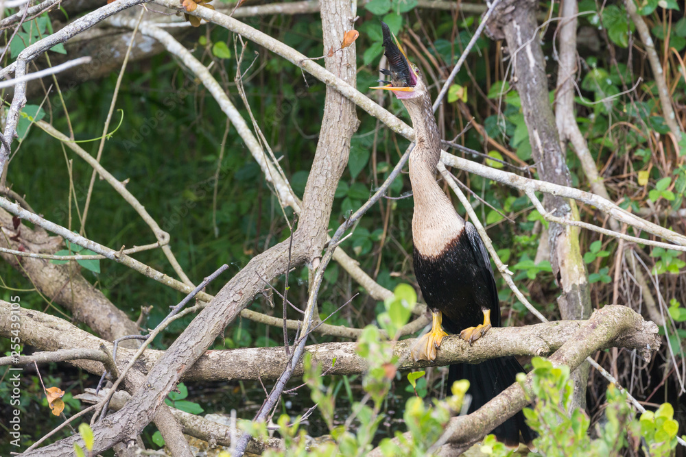 Fototapeta premium A wild anhinga eating a freshly caught armored catfish in Everglades National Park (Florida).
