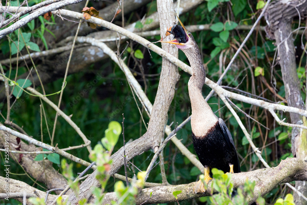 Fototapeta premium A wild anhinga eating a freshly caught armored catfish in Everglades National Park (Florida).