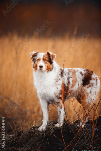 Portrait of dog border collie in field of gold. a field of cereals