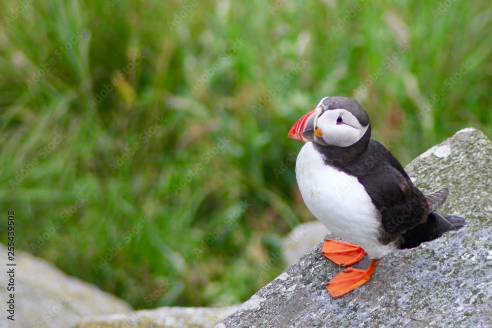 Puffin Puffin