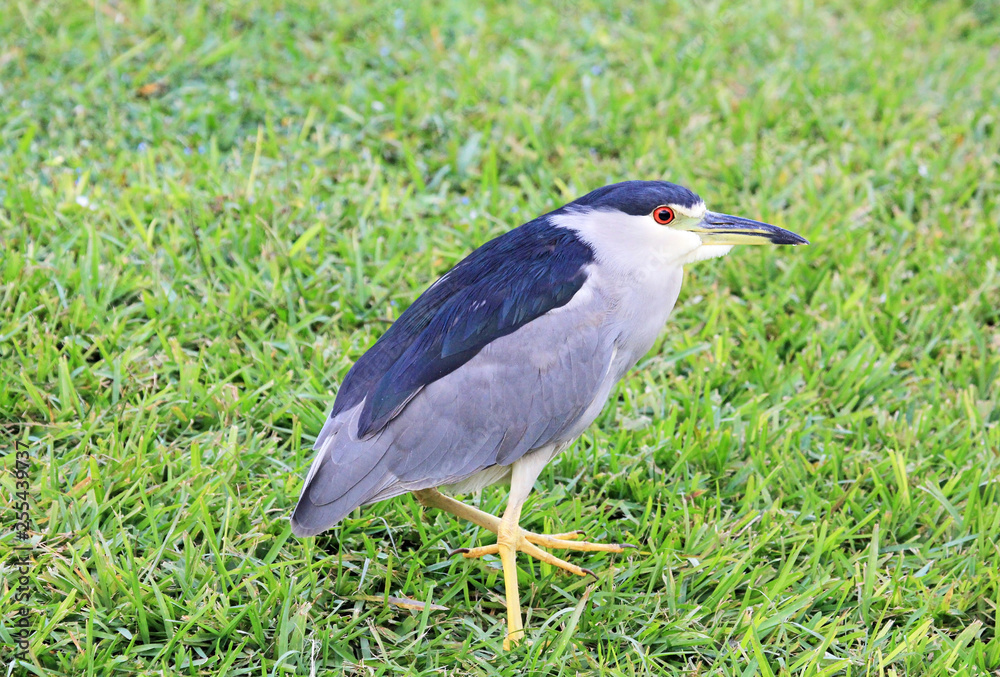 Naklejka premium Black crowned night heron on grass - Florida
