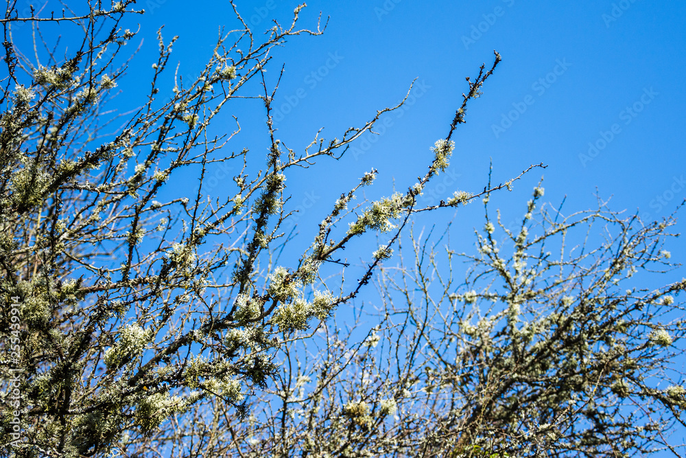 Obraz premium Staggley winter branches festooned with usnea beard lichen against a blue sky