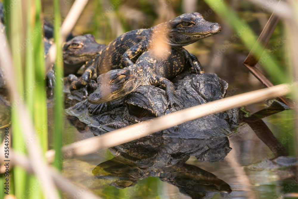 Wild baby alligators staying warm in the sun in Everglades National Park along the Shark Valley Trail (Florida). Wild baby alligators staying warm in the sun in Everglades National Park along the Shark Valley Trail (Florida).