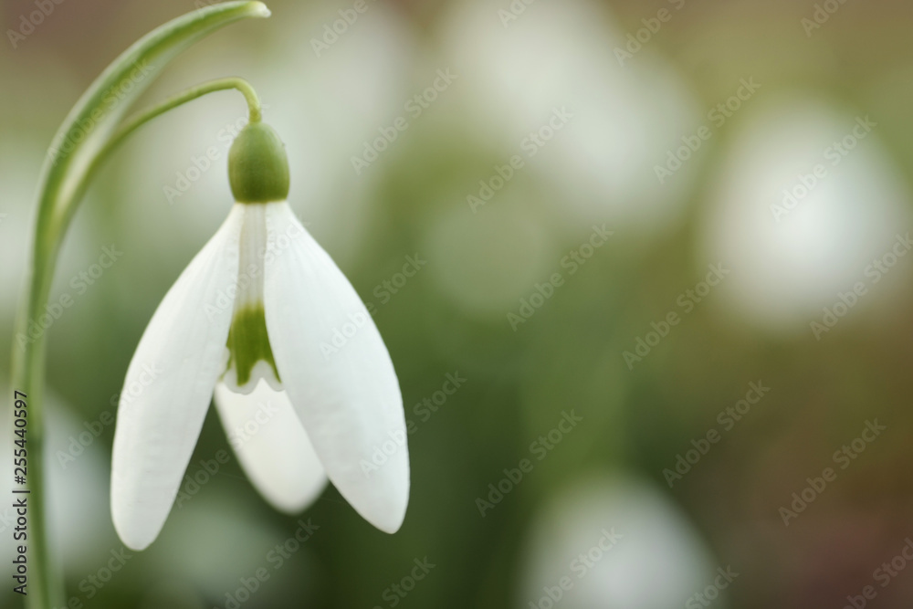 Snowdrop flowers signal change of season Snowdrop flowers signal change of season